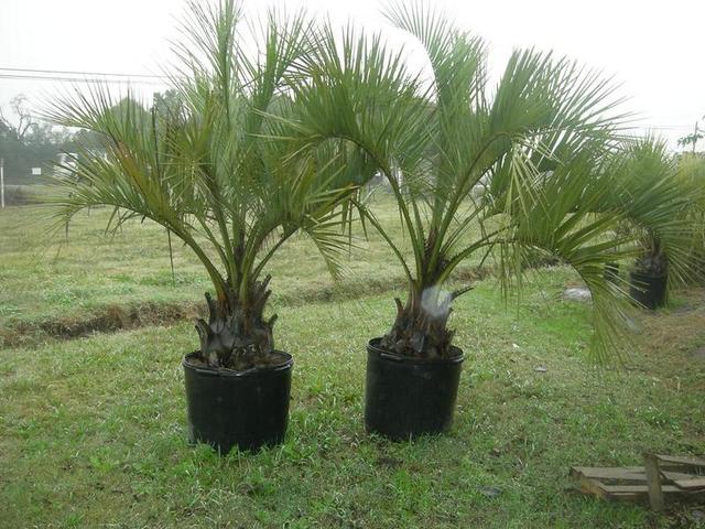 Butia yatay